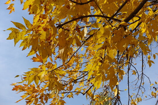 Misty blue sky and autumnal foliage of Fraxinus pennsylvanica in mid October