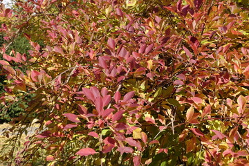 Background - colorful autumnal foliage of forsythia in mid October