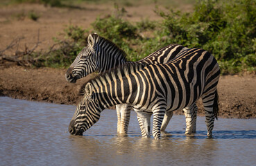 Fototapeta na wymiar zebra at waterhole