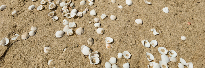 Scattered seashells on sandy beach background, ideal for summer-themed designs with copy space