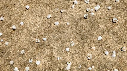 Scattered seashells on sandy beach texture, ideal for backgrounds and summer-themed designs with ample copy space, Earth day