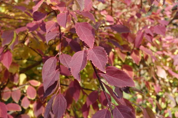 Dark red and yellow autumnal foliage of forsythia in mid October