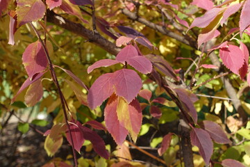 Close view of autumnal foliage of forsythia in mid October