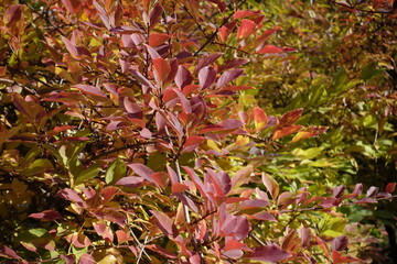 Leafage of forsythia bush in mid October