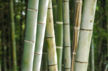 Obraz premium green bamboo grove pattern close up