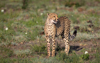 cheetah in the grass