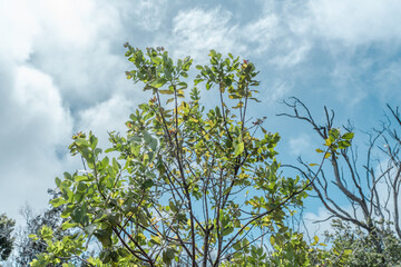 Santalum paniculatum, ʻIliahi in Hawaiian. Royal Hawaiian Sandalwood. Hawaiʻi Volcanoes National Park.  Devils Throat. Chain of Craters Rd
