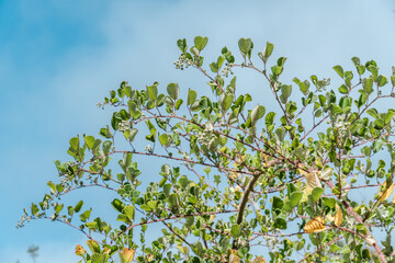 Rubus ellipticus, ainselu, golden evergreen raspberry,golden Himalayan raspberry, or yellow Himalayan raspberry, rose family.  Hawaiʻi Volcanoes National Park