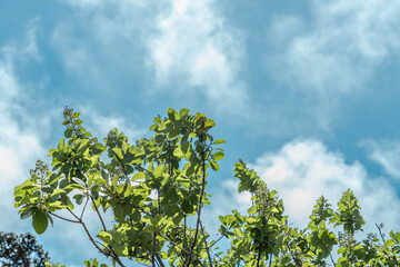 Santalum paniculatum, ʻIliahi in Hawaiian. Royal Hawaiian Sandalwood. Hawaiʻi Volcanoes National Park.  Devils Throat. Chain of Craters Rd
