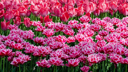large blooming flower bed with puple and pink hybrid tulips