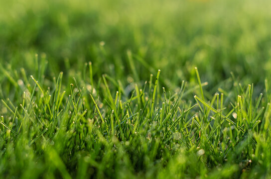 background green grass pattern closeup
