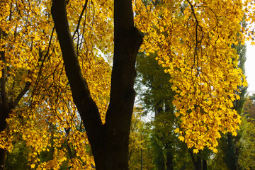 Maple tree with autumnal foliage in mid October