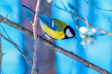 Tit bird in selective focus sits on a branch in a forest. Songbirds. Beautiful winter background.