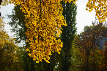 Pendulous branches of maple with autumnal foliage in mid October