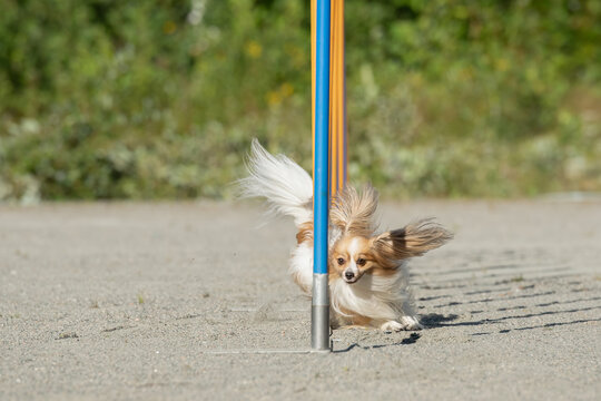 Papillon doing slalom on a dog agility course