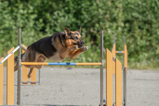 German Shepherd jumps over an agility hurdle on a dog agility course