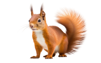 A red squirrel is depicted in the photograph, standing upright on its hind legs. The agile mammal balances itself while showcasing its characteristic bushy tail and fluffy fur.