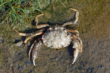 Beach Crab or Green Crab resp.Carcinus maenas while low Tide in Mudflats, Wattenmeer National Park, North Sea,North Frisia,Germany