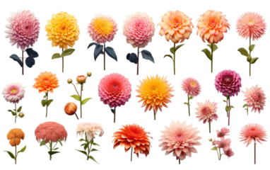 A collection of diverse flowers, including roses, daisies, tulips, and sunflowers. Each flower showcases its unique colors, shapes, and textures, creating a vibrant and captivating arrangement.