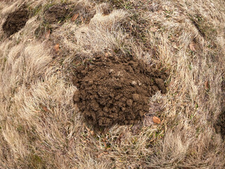 Molehill in spring field in mountains
