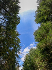 Fototapeta na wymiar Tree tops at blue sky background. Leluchowskie Mountains in spring, Slovakia.