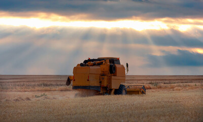 Combine harvester harvesting wheat field with amazing sunset sky