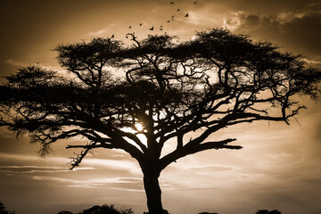 Drzewa akacji na afrykańskiej sawannie w świetle zachodzącego słońca  - obrazy, fototapety, plakaty