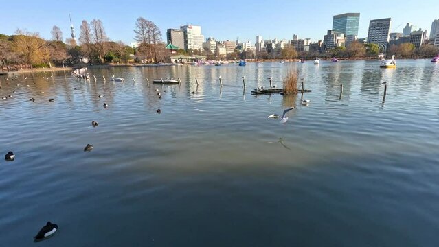 Pondside Bird Feeding Activity