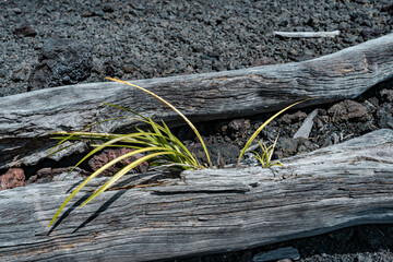  Luamanu and July 1974 Flow. Hawaiʻi Volcanoes National Park. Devils Throat. Chain of Craters Rd.  Cymbidium dayanum, the Day's cymbidium, is a species of orchid,  phoenix orchid or tree orchid. 