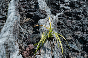  Luamanu and July 1974 Flow. Hawaiʻi Volcanoes National Park. Devils Throat. Chain of Craters Rd.  Cymbidium dayanum, the Day's cymbidium, is a species of orchid,  phoenix orchid or tree orchid.  - obrazy, fototapety, plakaty