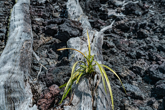  Luamanu and July 1974 Flow. Hawaiʻi Volcanoes National Park. Devils Throat. Chain of Craters Rd.  Cymbidium dayanum, the Day's cymbidium, is a species of orchid,  phoenix orchid or tree orchid. 