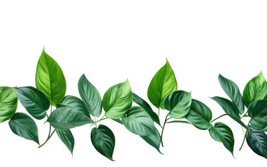 Obraz premium A cluster of vibrant green leaves is arranged neatly against a stark white background. The leaves are various shapes and sizes, creating an interesting composition.