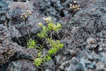 Luamanu and July 1974 Flow. Hawaiʻi Volcanoes National Park. Devils Throat. Chain of Craters Rd. ...