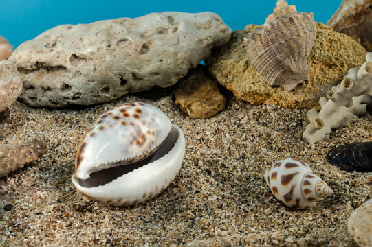 Tiger Cowrie Shell on the sand underwater