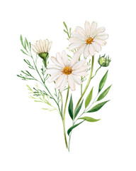 Fototapeta na wymiar Watercolor composition with chamomile flowers and green plants. Botanical illustration of a bouquet of daisy buds and greenery, herbs. Design of greeting cards, invitations.