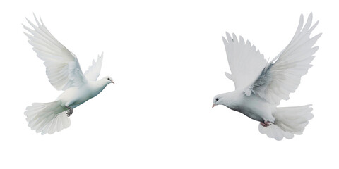 ferineflix_white_dove_flying_white_and_aquamarine_