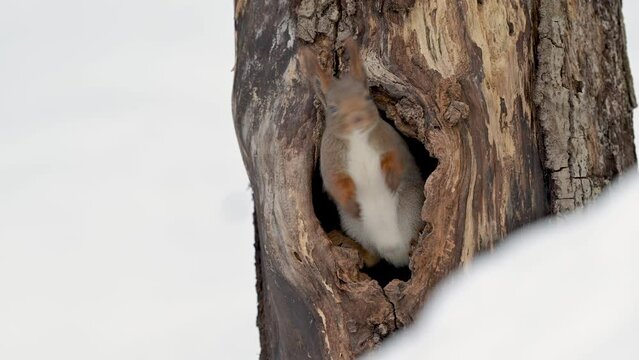 Cute Norwegian Red squirrel (Sciurus vulgaris) in tree