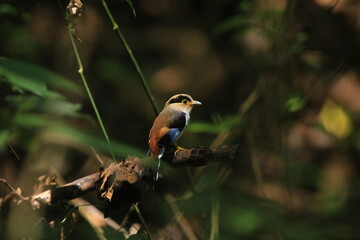 Silver-breasted Broadbill (Serilophus lunatus), Showing front profile, standing on a branch in nature of Thailand 