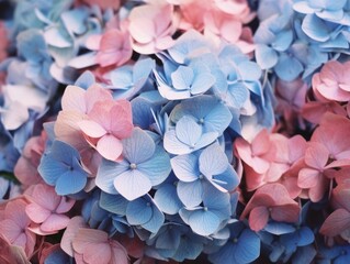 Blue and pink hydrangea flower, International Women's Day  background