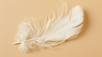 A delicate white feather resting gently on a soft beige surface, symbolizing lightness and purity.