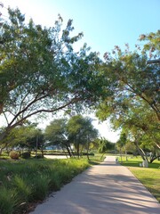 Nature forest road with trees 