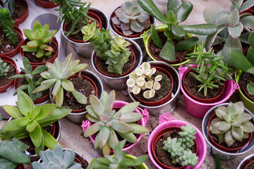 Closeup Potted various succulent plants on deck top view