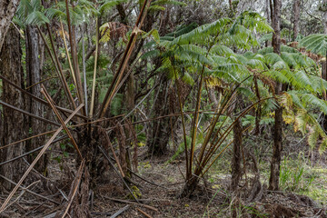 Cibotium glaucum, the hāpu‘u pulu, is a species of fern in the family Cyatheaceae, native to Hawaii. Hawaiʻi Volcanoes National Park. Pu‘Upua‘I Parking Lot
