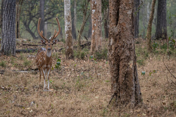 Chital - Axis axis, beautiful colored small deer from Asian grasslands, bushes and forests, Nagarahole Tiger Reserve, India. - 747925384