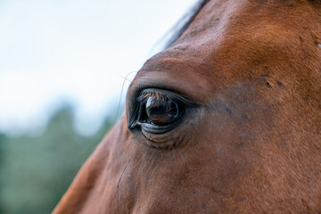 close up of horse head eye bay