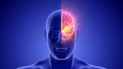 Medical Animation of the Human Half Brain