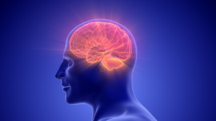 Medical Animation of the Human Half Brain