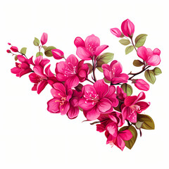 bouquet of bougainvillea flowers