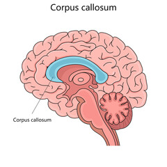 Detailed illustration of the human brain with the corpus callosum prominently labeled and colored for educational purposes. Medical science educational vector illustration