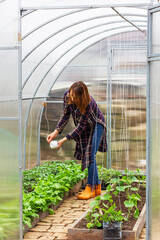 young woman working in a greenhouse tying up a string of tomatoes bushes on a spring morning - 747929977